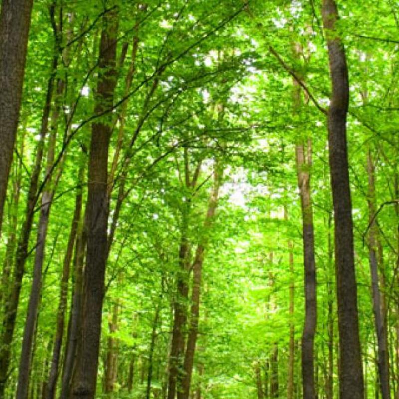 Foret-feuillus-chemin.jpg