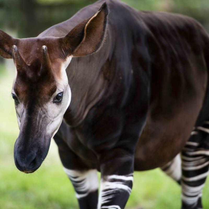 csm_Okapi_Zoo_Berlin_d8658d3392-1024x768-1.jpg