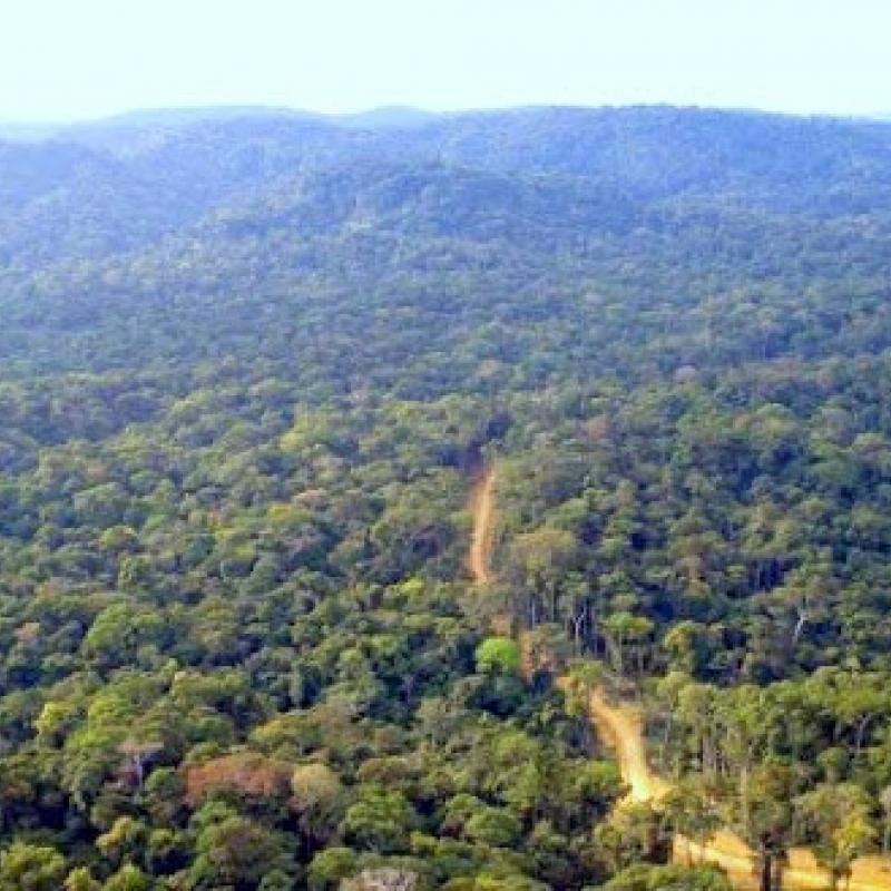 <p>Forêt du bassin du Congo. cbfp.org</p>
