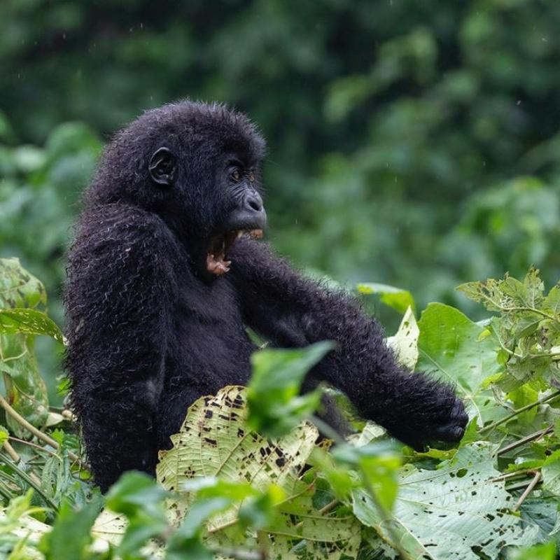 <p>Le petit Moja. Photo ICCN.</p>
