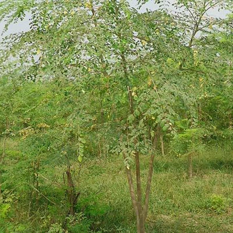moringa.jpg