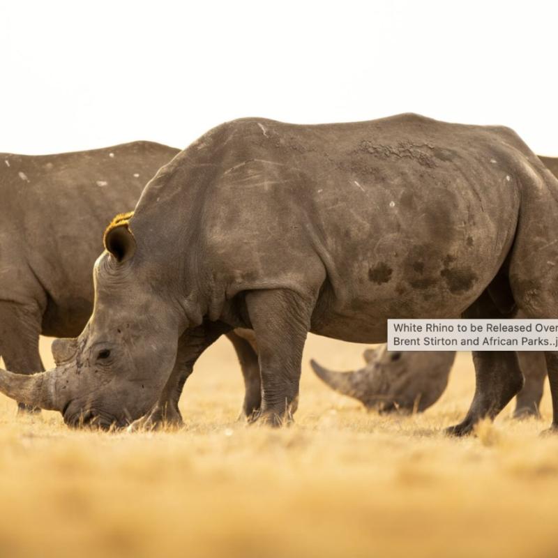 Rhinocéros blanc à relâcher sur 10 ans © Brent Stirton et African Parks