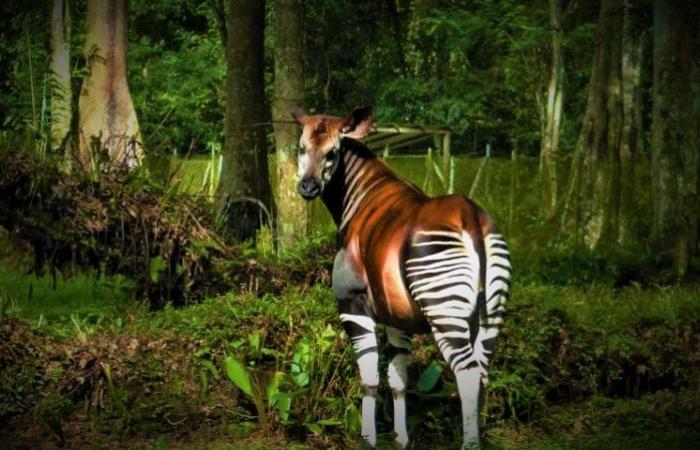 07-Okapi-Reserve-DRC.jpg