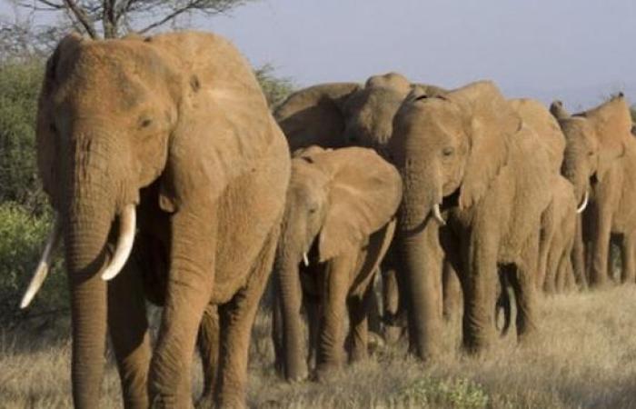 elephants_16_001_jpg_640_350_1.jpeg