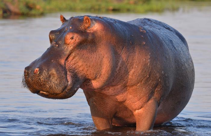 fiche-animale-monde-animal-hippopotame-amphibie.jpg