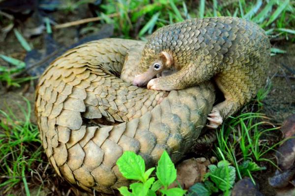 4e1f7aa907_50160055_coronavirus-origine-epidemie-pangolin-3.jpg