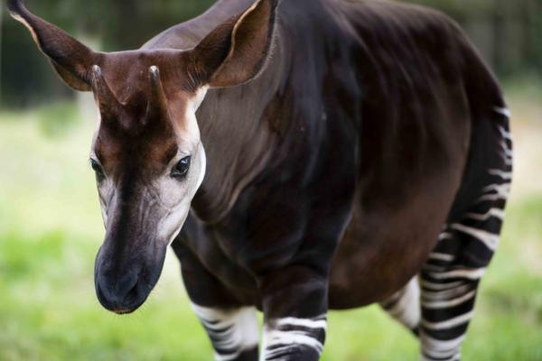 csm_Okapi_Zoo_Berlin_d8658d3392-1024x768-1.jpg