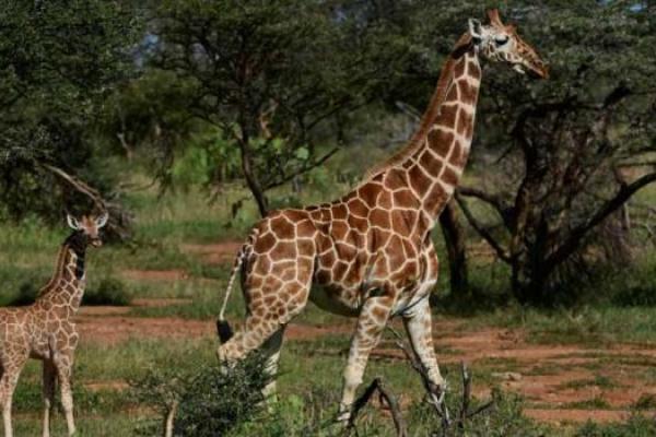 giraffes_19_00_jpg_640_350_1.jpeg