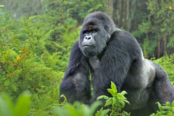 <p>Mountain gorilla (Gorilla gorilla beringei) silverback in Susa group, Parc National des Volcans, Rwanda.</p>
<p>IMPORTANT NOTE – WWF VIRUNGA CAMPAIGN 2013: This image was NOT photographed in Virunga National Park DRC, but Virunga NP is home to po