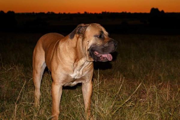 xlight-17045_3020-chien-de-race-africaine-le-boerboel.jpg